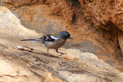 Fringilla coelebs africana