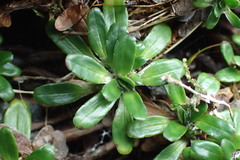 Celmisia bellidioides