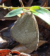 Godartiana muscosa
