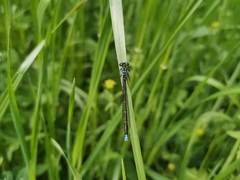 Cyanallagma interruptum