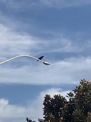 Corvus corax