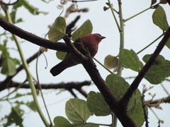 Lagonosticta senegala