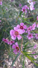 Chamelaucium