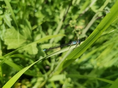 Cyanallagma interruptum