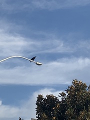 Corvus corax