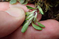 Celmisia bellidioides