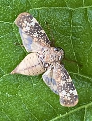 Coelidiinae