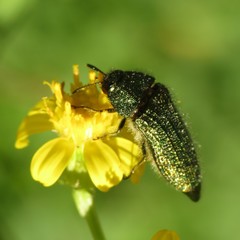 Acmaeodera resplendens