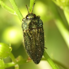 Acmaeodera resplendens