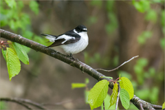 Ficedula semitorquata