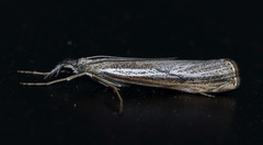Agriphila attenuatus