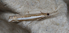 Crambus sperryellus