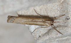Crambus sperryellus