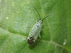 Ilnacora furcata
