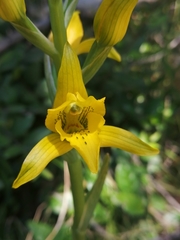 Chloraea