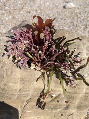 Calliarthron tuberculosum