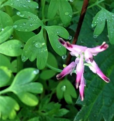 Fumaria muralis