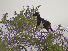 Capra hircus