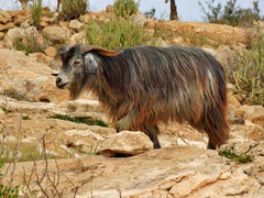 Capra hircus