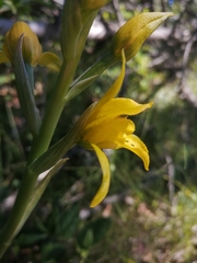Chloraea