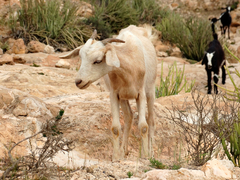 Capra hircus