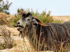 Capra hircus