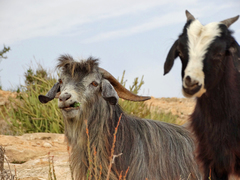 Capra hircus
