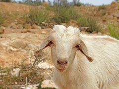 Capra hircus