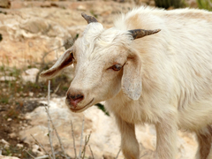 Capra hircus