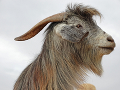 Capra hircus