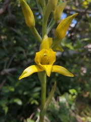 Chloraea