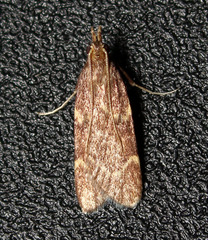 Aglossa electalis