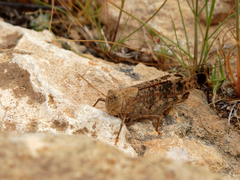 Scintharista notabilis