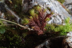 Dendroligotrichum tongariroense