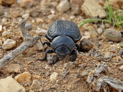 Pimelia