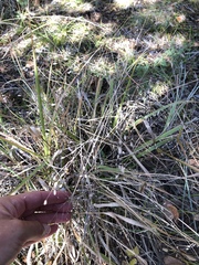 Eragrostis trichodes