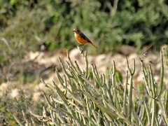 Phoenicurus moussieri