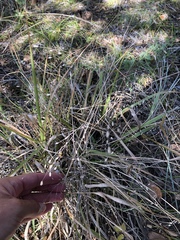 Eragrostis trichodes