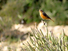 Phoenicurus moussieri