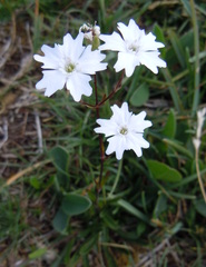 Heliosperma alpestre