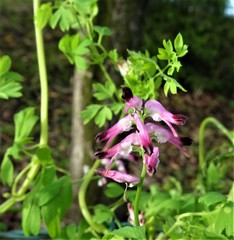 Fumaria muralis
