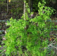 Fumaria muralis