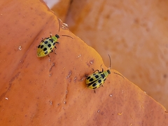 Diabrotica undecimpunctata