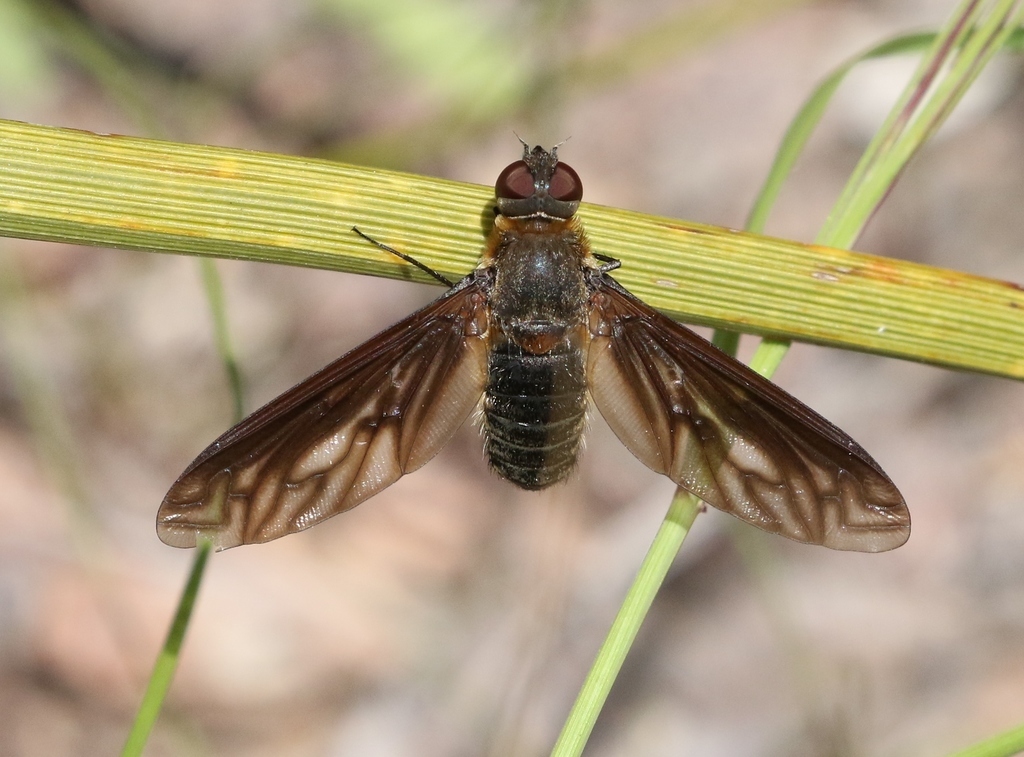 Exoprosopa fumosa