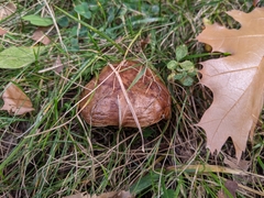 Paxillus