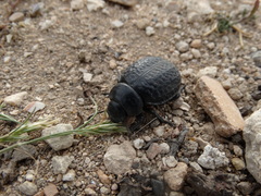Pimelia