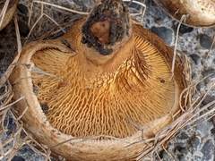 Paxillus
