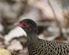 Galloperdix spadicea