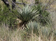 Yucca schottii