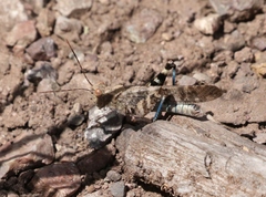 Trimerotropis cyaneipennis